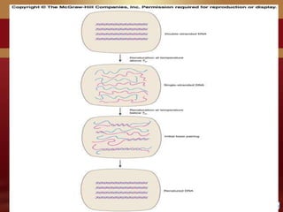 Nucleic acid hybridization
 