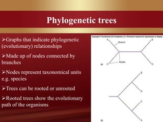 Phylogenetic trees
Graphs that indicate phylogenetic
(evolutionary) relationships
Made up of nodes connected by
branches
Nodes represent taxonomical units
e.g. species
Trees can be rooted or unrooted
Rooted trees show the evolutionary
path of the organisms
 