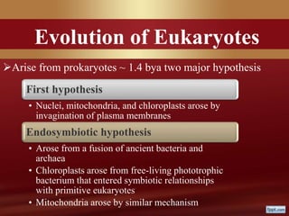 Evolution of Eukaryotes
Arise from prokaryotes ~ 1.4 bya two major hypothesis
First hypothesis
• Nuclei, mitochondria, and chloroplasts arose by
invagination of plasma membranes
Endosymbiotic hypothesis
• Arose from a fusion of ancient bacteria and
archaea
• Chloroplasts arose from free-living phototrophic
bacterium that entered symbiotic relationships
with primitive eukaryotes
• Mitochondria arose by similar mechanism
 