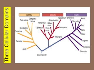 Three
Cellular
Domains
 