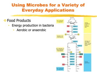 Using Microbes for a Variety of
Everyday Applications
Food Products
• Energy production in bacteria
• Aerobic or anaerobic
 