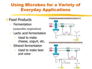 Using Microbes for a Variety of
Everyday Applications
Food Products
• Fermentation
(anaerobic respiration)
• Lactic acid fermentation
• Used to make
cheese, yogurt, etc.
• Ethanol fermentation
• Used to make beer
and wine
 