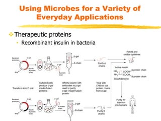 Therapeutic proteins
• Recombinant insulin in bacteria
Using Microbes for a Variety of
Everyday Applications
 