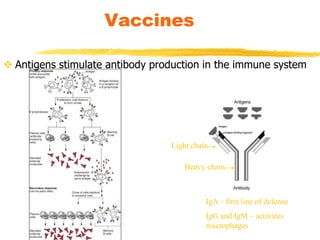 Heavy chain
Light chain
IgA – first line of defense
IgG and IgM – activates
macrophages
Vaccines
 Antigens stimulate antibody production in the immune system
 