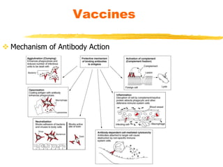 Vaccines
 Mechanism of Antibody Action
 