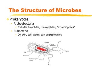 The Structure of Microbes
Prokaryotes
• Archaebacteria
• Includes halophiles, thermophiles, “extremophiles”
• Eubacteria
• On skin, soil, water, can be pathogenic
 