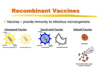 Recombinant Vaccines
 Vaccines – provide immunity to infectious microorganisms
Attenuated Vaccine Inactivated Vaccine Subunit Vaccine
 