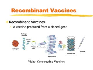 Recombinant Vaccines
Recombinant Vaccines
• A vaccine produced from a cloned gene
Video: Constructing Vaccines
 