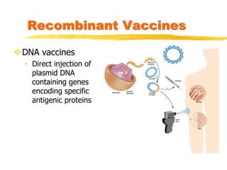Recombinant Vaccines
DNA vaccines
• Direct injection of
plasmid DNA
containing genes
encoding specific
antigenic proteins
 