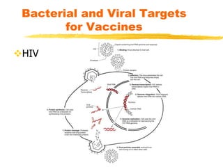 Bacterial and Viral Targets
for Vaccines
HIV
 