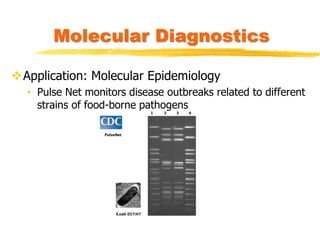 Application: Molecular Epidemiology
• Pulse Net monitors disease outbreaks related to different
strains of food-borne pathogens
Molecular Diagnostics
 