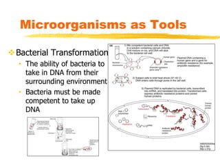 Bacterial Transformation
• The ability of bacteria to
take in DNA from their
surrounding environment
• Bacteria must be made
competent to take up
DNA
Microorganisms as Tools
 