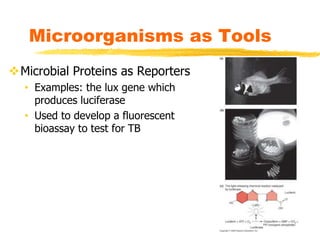 Microbial Proteins as Reporters
• Examples: the lux gene which
produces luciferase
• Used to develop a fluorescent
bioassay to test for TB
Microorganisms as Tools
 