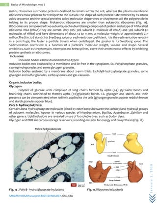 SARDAR HUSSAIN asst.prof.BIOTECHNOLOGY, GSC, CTA
January1,2018
20 Basics of Microbiology, mod 1
matrix ribosomes synthesize proteins destined to remain within the cell, whereas the plasma membrane
ribosomes make proteins for transport to the outside.The shape of each protein is determined by its amino
acids sequence and the special proteins called molecular chaperones or chaperones aid the polypeptide in
folding to its proper shape. Prokaryotic ribosomes are smaller than eukaryotic ribosomes (Fig. 11).
Ribosomes are composed of two subunits, each subunit being composed of protein and a type of RNA called
ribosomal RNA (rRNA).They are comm. Only 70S: 30S subunit (1 molecule of rRNA) and 50S subunit (2
molecules of rRNA) and have dimensions of about 14 to 15 nm, a molecular weight of approximately 2.7
million.The S in 70S stands for Svedberg value or sedimentation coefficient. It is the sedimentation velocity
in a centrifuge; the faster a particle travels when centrifuged, the greater is its Svedberg value. The
Sedimentation coefficient is a function of a particle's molecular weight, volume and shape. Several
antibiotics, such as streptomycin, neomycin and tetracyclines, exert their antimicrobial effects by inhibiting
protein synthesis on ribosomes.
Inclusions:
Inclusion bodies can be divided into two types:
Inclusion bodies not bounded by a membrane and lie free in the cytoplasm. Ex. Polyphosphate granules,
cyanophycingranules and some glycogen granules.
Inclusion bodies enclosed by a membrane about 2-4nm thick. Ex.PolyB-hydroxybutyrate granules, some
glycogen and sulfur granules, carboxysomes and gas vacuoles.
Organic inclusion bodies:
Glycogen:
Polymer of glucose units composed of long chains formed by alpha (1-4) glycosidic bonds and
branching chains connected to themby alpha (1-6)glycosidic bonds. Ex. glycogen and starch, and their
presence can be demonstrated when iodine is applied to the cells (glycogen granules appear reddish brown
and starch granules appear blue).
Poly B- hydroxybutyrate:
Contains beta-hydroxybutyrate molecules joined by ester bonds between the carboxyl and hydroxyl groups
of adjacent molecules. Appear in various species of Mycobacterium, Bacillus, Azotobacter , Spirillum and
other genera. Lipid inclusions are revealed by use of fat-soluble dyes, such as Sudan dyes.
Glycogen and PHB are carbon storage reservoirs providing material for energy and biosynthesis (Fig. 12).
Fig. 12 . Poly B- hydroxybutyrate inclusions Fig. 11. Ribosmes in bacteria
 