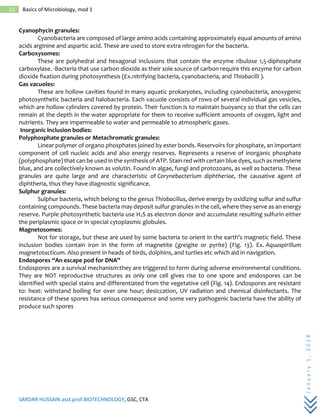 SARDAR HUSSAIN asst.prof.BIOTECHNOLOGY, GSC, CTA
January1,2018
21 Basics of Microbiology, mod 1
Cyanophycin granules:
Cyanobacteria are composed of large amino acids containing approximately equal amounts of amino
acids arginine and aspartic acid. These are used to store extra nitrogen for the bacteria.
Carboxysomes:
These are polyhedral and hexagonal inclusions that contain the enzyme ribulose 1,5-diphosphate
carboxylase. ·Bacteria that use carbon dioxide as their sole source of carbon require this enzyme for carbon
dioxide fixation during photosynthesis (Ex.nitrifying bacteria, cyanobacteria, and Thiobacilli ).
Gas vacuoles:
These are hollow cavities found in many aquatic prokaryotes, including cyanobacteria, anoxygenic
photosynthetic bacteria and halobacteria. Each vacuole consists of rows of several individual gas vesicles,
which are hollow cylinders covered by protein. Their function is to maintain buoyancy so that the cells can
remain at the depth in the water appropriate for them to receive sufficient amounts of oxygen, light and
nutrients. They are impermeable to water and permeable to atmospheric gases.
Inorganic inclusion bodies:
Polyphosphate granules or Metachromatic granules:
Linear polymer of organo phosphates joined by ester bonds. Reservoirs for phosphate, an important
component of cell nucleic acids and also energy reserves. Represents a reserve of inorganic phosphate
(polyphosphate) that can be used in the synthesis of ATP. Stain red with certain blue dyes, such as methylene
blue, and are collectively known as volutin. Found in algae, fungi and protozoans, as well as bacteria. These
granules are quite large and are characteristic of Corynebacterium diphtheriae, the causative agent of
diphtheria, thus they have diagnostic significance.
Sulphur granules:
Sulphur bacteria, which belong to the genus Thiobacillus, derive energy by oxidizing sulfur and sulfur
containing compounds. These bacteria may deposit sulfur granules in the cell, where they serve as an energy
reserve. Purple photosynthetic bacteria use H2S as electron donor and accumulate resulting sulfurin either
the periplasmic space or in special cytoplasmic globules.
Magnetosomes:
Not for storage, but these are used by some bacteria to orient in the earth's magnetic field. These
inclusion bodies contain iron in the form of magnetite (greigite or pyrite) (Fig. 13). Ex. Aquaspirillum
magnetotacticum. Also present in heads of birds, dolphins, and turtles etc which aid in navigation.
Endospores “An escape pod for DNA”
Endospores are a survival mechanism:they are triggered to form during adverse environmental conditions.
They are NOT reproductive structures as only one cell gives rise to one spore and endospores can be
identified with special stains and differentiated from the vegetative cell (Fig. 14). Endospores are resistant
to: heat: withstand boiling for over one hour; desiccation, UV radiation and chemical disinfectants. The
resistance of these spores has serious consequence and some very pathogenic bacteria have the ability of
produce such spores
 