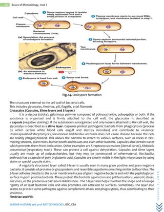 SARDAR HUSSAIN asst.prof.BIOTECHNOLOGY, GSC, CTA
January1,2018
22 Basics of Microbiology, mod 1
Fig. 14. Endospore formation
The structures external to the cell wall of bacterial cells.
This includes glycocalyx, fimbriae, pili, flagella, axial filaments
Glycocalyx (Capsules, Slime layers and S-layers)
It is a viscous (sticky), gelatinous polymer composed of polysaccharide, polypeptide or both. If the
substance is organized and is firmly attached to the cell wall, the glycocalyx is described as
a capsule (negative staining). If the substance is unorganized and only loosely attached to the cell wall, the
glycocalyx is described as a slime layer. Capsules protect pathogenic bacteria from phagocytosis (process
by which certain white blood cells engulf and destroy microbes) and contribute to virulence.
Unencapsulated Streptomyces pneumoniae and Bacillus anthracis does not cause disease because the cells
are readily phagocytosized. This allows the bacteria to attach to various surfaces, such as rocks in fast-
moving streams, plant roots, human tooth and tissues and even other bacteria. Capsules also contain water
which prevents them from desiccation. Other examples are Streptococcus mutans (dental caries), Klebsiella
pneumoniae (respiratory tract). These can protect a cell against dehydration. Capsules and slime layers
usually are made up of polysaccharides, but they may be constructed of othermaterial, like Bacillus
anthracis has a capsule of poly D-glutamic acid. Capsules are clearly visible in the light microscope by using
stains or special capsule stains.
A regularly structured layer called S-layer is usually seen in many gram positive and gram negative
bacteria. It consists of proteins or glycoproteins and resembles a pattern something similar to floor tiles. The
S-layer adheres directly to the outer membrane in case of gram negative bacteria and with the peptidoglycan
surface in gram positive bacteria. These protect the bacteria against ion and pH fluctuations, osmotic stress,
enzymes, or the predacious bacterium Bdellovibrio . The S layer also helps maintain the shape and envelope
rigidity of at least bacterial cells and also promotes cell adhesion to surfaces. Sometimes, the layer also
seems to protect some pathogens against complement attack and phagocytosis, thus contributing to their
virulence.
Fimbriae and Pili:
 