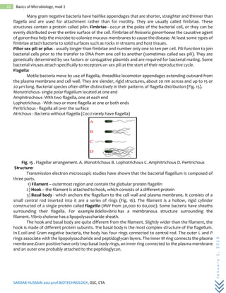 SARDAR HUSSAIN asst.prof.BIOTECHNOLOGY, GSC, CTA
January1,2018
23 Basics of Microbiology, mod 1
Many gram negative bacteria have hairlike appendages that are shorter, straighter and thinner than
flagella and are used for attachment rather than for motility. They are usually called fimbriae. These
structures contain a protein called pilin. Fimbriae - occur at the poles of the bacterial cell, or they can be
evenly distributed over the entire surface of the cell. Fimbriae of Neisseria gonorrhoeae the causative agent
of gonorrhea help the microbe to colonize mucous membranes to cause the disease. At least some types of
fimbriae attach bacteria to solid surfaces such as rocks in streams and host tissues.
Pilior sex pili or pilus - usually longer than fimbriae and number only one to ten per cell. Pili function to join
bacterial cells prior to the transfer to DNA from one cell to another (sometimes called sex pili). They are
genetically determined by sex factors or conjugative plasmids and are required for bacterial mating. Some
bacterial viruses attach specifically to receptors on sex pili at the start of their reproductive cycle.
Flagella:
Motile bacteria move by use of flagella, threadlike locomotor appendages extending outward from
the plasma membrane and cell wall. They are slender, rigid structures, about 20 nm across and up to 15 or
20 µm long. Bacterial species often differ distinctively in their patterns of flagella distribution (Fig. 15).
Monotrichous- single polar flagellum located at one end
Amphitrochous- With two flagella, one at each end
Lophotrichous - With two or more flagella at one or both ends
Peritrichous - flagella all over the surface
Atrichous - Bacteria without flagella (Cocci rarely have flagella)
Fig. 15 . Flagellar arrangement. A. Monotrichous B. Lophotrichous C. Amphitrichous D. Peritrichous
Structure:
Transmission electron microscopic studies have shown that the bacterial flagellum is composed of
three parts.
1) Filament – outermost region and contain the globular protein flagellin
2) Hook – the filament is attached to hook, which consists of a different protein
3) Basal body - which anchors the flagellum to the cell wall and plasma membrane. It consists of a
small central rod inserted into it are a series of rings (Fig. 16). The filament is a hollow, rigid cylinder
constructed of a single protein called flagellin (MW from 30,000 to 60,000). Some bacteria have sheaths
surrounding their flagella. For example Bdellovibrio has a membranous structure surrounding the
filament. Vibrio cholerae has a lipopolysaccharide sheath.
The hook and basal body are quite different from the filament. Slightly wider than the filament, the
hook is made of different protein subunits. The basal body is the most complex structure of the flagellum.
In E.coli and Gram negative bacteria, the body has four rings connected to central rod. The outer L and P
rings associate with the lipopolysaccharide and peptidoglycan layers. The inner M ring connects the plasma
membrane.Gram positive have only twp basal body rings, an inner ring connected to the plasma membrane
and an outer one probably attached to the peptidoglycan.
 