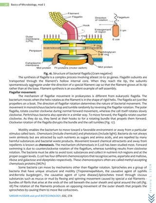 SARDAR HUSSAIN asst.prof.BIOTECHNOLOGY, GSC, CTA
January1,2018
24 Basics of Microbiology, mod 1
Fig. 16. Structure of bacterial flagella (Gram negative)
The synthesis of flagella is a complex process involving atleast 20 to 30 genes. Flagellin subunits are
transported through the filament's hollow internal core. When they reach the tip, the subunits
spontaneously aggregate under the direction of a special filament cap so that the filament grows at its tip
rather than at the base. Filament synthesis is an excellent example of self-assembly.
Flagellar movement:
The mechanism of flagellar movement in prokaryotes is different from eukaryotic flagella. The
bacterium moves when the helix rotates as the filament is in the shape of rigid helix. The flagella act just like
propellers on a boat. The direction of flagellar rotation determines the nature of bacterial movement. The
movement in monotrichous bacteria stop and tumble randomly by reversing the flagellar rotation. The polar
flagella, rotate counter clockwise during normal forward movement, whereas the cell itself rotates slowly
clockwise. Peritrichous bacteria also operate in a similar way. To move forward, the flagella rotate counter
clockwise. As they do so, they bend at their hooks to for a rotating bundle that propels them forward.
Clockwise rotation of the flagella disrupts the bundle and the cell tumbles (Fig. 17).
Motility enables the bacterium to move toward a favorable environment or away from a particular
stimulus called taxis . Chemotaxis (include chemicals) and phototaxis (include light). Bacteria do not always
swim aimlessly but are attracted by such nutrients as sugars and amino acids, and are repelled by many
harmful substances and bacterial waste products. Movement toward chemical attractants and away from
repellents is known as chemotaxis. The mechanism ofchemotaxis in E.coli has been studied most. Forward
swimming is due to counterclockwise rotation of the flagellum, whereas tumbling results from clockwise
rotation. The bacteria must be able to avoid toxic substances and collect in nutrient-rich regions and at the
proper oxygen levels. E.coli has four different chemoreceptors that recognize serine, aspartate and maltose,
ribose and galactose and dipeptides respectively. These chemoreceptors often are called methyl-accepting
chemotaxis proteins (MCPs)
Some bacteria can move by mechanisms other than flagellar rotation. Spirochetes are a group of
bacteria that have unique structure and motility (Treponemapallidum, the causative agent of syphilis
and Borrelia burgdorgeri , the causative agent of Lyme disease).Spirochetes travel through viscous
substances such as mucus or mud by flexing and spinning movement caused by special a xial filaments -
bundles of fibrils that arise at the ends of the cell beneath the outer sheath and spiral around the cell (fig.
18).The rotation of the filaments produces an opposing movement of the outer sheath that propels the
spirochetes by causing them to move like corkscrews.
 