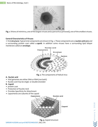 SARDAR HUSSAIN asst.prof.BIOTECHNOLOGY, GSC, CTA
January1,2018
31 Basics of Microbiology, mod 1
Fig. 1. Virions of mimivirus, one of the largest viruses and a parvovirus (arrowed), one of the smallest viruses.
General Characteristics of Viruses
• Viral structure: Typical viral components are shown in Fig. 2. These components are a nucleic acid core and
a surrounding protein coat called a capsid. In addition some viruses have a surrounding lipid bilayer
membrane called an envelope.
Fig. 2. The components of helical virus
A. Nucleic acid
• Viral genomes are either DNA or RNA (not both)
• Nucleic acid may be single- or double-stranded
B. Capsid
• protein coat
• Protection of Nucleic Acid
• Provides Specificity for Attachment
• Capsomeres are subunits of the capsid
Fig. 4. Capsid structure
 