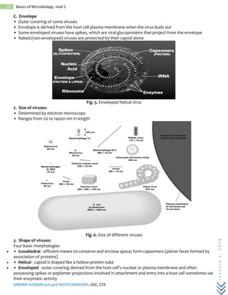 SARDAR HUSSAIN asst.prof.BIOTECHNOLOGY, GSC, CTA
January1,2018
32 Basics of Microbiology, mod 1
C. Envelope
• Outer covering of some viruses
• Envelope is derived from the host cell plasma membrane when the virus buds out
• Some enveloped viruses have spikes, which are viral glycoproteins that project from the envelope
• Naked (non-enveloped) viruses are protected by their capsid alone
Fig. 5. Enveloped helical virus
2. Size of viruses:
• Determined by electron microscopy
• Ranges from 20 to 14000 nm in length
Fig. 6. Size of different viruses
3. Shape of viruses:
Four basic morphologies
 • Icosahedral - efficient means to conserve and enclose space; form capsomers (planar faces formed by
association of proteins)
 • Helical - capsid is shaped like a hollow protein tube
 • Enveloped - outer covering derived from the host cell's nuclear or plasma membrane and often
possessing spikes or peplomer projections involved in attachment and entry into a host cell sometimes via
their enzymatic activity
 