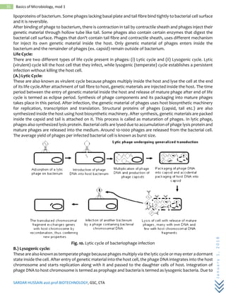 SARDAR HUSSAIN asst.prof.BIOTECHNOLOGY, GSC, CTA
January1,2018
35 Basics of Microbiology, mod 1
lipoproteins of bacterium. Some phages lacking basal plate and tail fibre bind tightly to bacterial cell surface
and it is reversible.
After binding of phage to bacterium, there is contraction in tail by contractile sheath and phages inject their
genetic material through hollow tube like tail. Some phages also contain certain enzymes that digest the
bacterial cell surface. Phages that don't contain tail fibre and contractile sheath, uses different mechanism
for inject its own genetic material inside the host. Only genetic material of phages enters inside the
bacterium and the remainder of phages (ex. capsid) remain outside of bacterium.
Life Cycle:
There are two different types of life cycle present in phages: (i) Lytic cycle and (ii) Lysogenic cycle. Lytic
(virulent) cycle kill the host cell that they infect, while lysogenic (temperate) cycle establishes a persistent
infection without killing the host cell.
(A.) Lytic Cycle:
These are also known as virulent cycle because phages multiply inside the host and lyse the cell at the end
of its life cycle.After attachment of tail fibre to host, genetic materials are injected inside the host. The time
period between the entry of genetic material inside the host and release of mature phage after end of life
cycle is termed as eclipse period. Synthesis of phage components and its packaging into mature phages
takes place in this period. After infection, the genetic material of phages uses host biosynthetic machinery
for replication, transcription and translation. Structural proteins of phages (capsid, tail etc.) are also
synthesized inside the host using host biosynthetic machinery. After synthesis, genetic materials are packed
inside the capsid and tail is attached on it. This process is called as maturation of phages. In lytic phage,
phages also synthesized lysis protein. Bacterial cells are lysed due to accumulation of phage lysis protein and
mature phages are released into the medium. Around 10-1000 phages are released from the bacterial cell.
The average yield of phages per infected bacterial cell is known as burst size.
Fig. 10. Lytic cycle of bacteriophage infection
B.) Lysogenic cycle:
These are also known as temperate phage because phages multiply via the lytic cycle or may enter a dormant
state inside the cell. After entry of genetic material into the host cell, the phage DNA integrates into the host
chromosome and starts replication along with it and passed to the daughter cells of host. Integration of
phage DNA to host chromosome is termed as prophage and bacteria is termed as lysogenic bacteria. Due to
 
