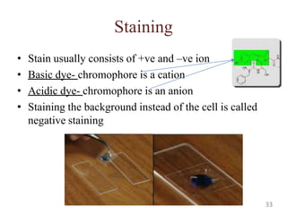 Staining
• Stain usually consists of +ve and –ve ion
• Basic dye- chromophore is a cation
• Acidic dye- chromophore is an anion
• Staining the background instead of the cell is called
negative staining
33
 