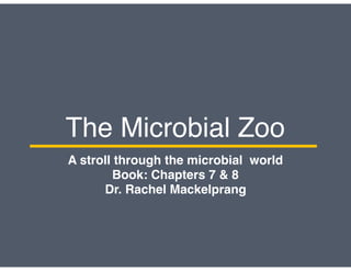 The Microbial Zoo
A stroll through the microbial world
Book: Chapters 7 & 8
Dr. Rachel Mackelprang
 