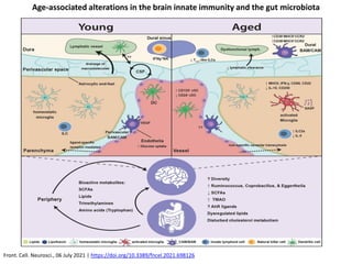 Front. Cell. Neurosci., 06 July 2021 | https://doi.org/10.3389/fncel.2021.698126
Age-associated alterations in the brain innate immunity and the gut microbiota
 