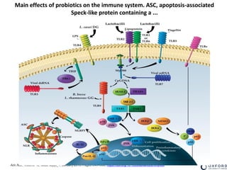 Adv Nutr, Volume 10, Issue suppl_1, January 2019, Pages S49–S66, https://doi.org/10.1093/advances/nmy063
Main effects of probiotics on the immune system. ASC, apoptosis-associated
Speck-like protein containing a ...
 