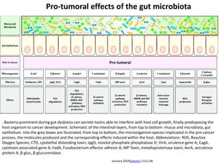 . Bacteria prominent during gut dysbiosis can secrete toxins able to interfere with host cell growth, finally predisposing the
host organism to cancer development. Schematic of the intestinal layers, from top to bottom: mucus and microbiota, gut
epithelium. Into the grey boxes are illustrated, from top to bottom, the microorganism species implicated in the pro-cancer
process, the molecules produced and the corresponding effects induced within the host. Abbreviations: ROS, Reactive
Oxygen Species; CTD, cytolethal distending toxin; IpgD, inositol phosphate phosphatase D; VirA, virulence gene A; CagA,
cytotoxin associated gene A; FadA, Fusobacterium effector adhesin A; MP Toxin, metalloproteinase toxin; AvrA, avirulence
protein A; β-gluc, β-glucuronidase.
Pro-tumoral effects of the gut microbiota
January 2019Cancers 11(1):38
 