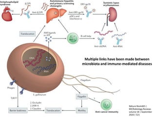 Multiple links have been made between
microbiota and immune-mediated diseases
NAture RevIeWS |
MICRobIology Reviews
volume 18 | September
2020 | 521
 