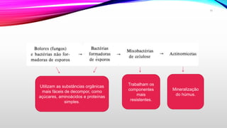 Utilizam as substâncias orgânicas
mais fáceis de decompor, como
açúcares, aminoácidos e proteínas
simples.
Trabalham os
componentes
mais
resistentes.
Mineralização
do húmus.
10
 