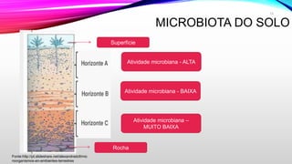 MICROBIOTA DO SOLO
Superfície
Rocha
Atividade microbiana - ALTA
Atividade microbiana - BAIXA
Atividade microbiana –
MUITO BAIXA
Fonte:http://pt.slideshare.net/alexandradcll/mic
roorganismos-en-ambientes-terrestres
13
 