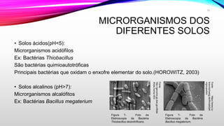 MICRORGANISMOS DOS
DIFERENTES SOLOS
• Solos ácidos(pH<5):
Microrganismos acidófilos
Ex: Bactérias Thiobacillus
São bactérias quimioautotróficas
Principais bactérias que oxidam o enxofre elementar do solo.(HOROWITZ, 2003)
• Solos alcalinos (pH>7):
Microrganismos alcalófitos
Ex: Bactérias Bacillus megaterium
Figura ?- Foto da
Eletroscopia da Bactéria
Thiobacillus desinitrificans.
Fonte:
http://genome.jgi.doe.gov/thide
/thide.home.html
Figura ?- Foto da
Eletroscopia da Bactéria
Bacillus megaterium.
Fonte:https://www.tu-
braunschweig.de/ifm/abt/jah
n/groups/bm
15
 