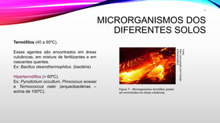MICRORGANISMOS DOS
DIFERENTES SOLOS
Termófilos (40 a 85ºC).
Esses agentes são encontrados em áreas
vulcânicas, em mistura de fertilizantes e em
nascentes quentes.
Ex: Bacillus stearothermophilus. (bactéria)
Hipertermófilos (> 60ºC).
Ex: Pyrodictium occultum, Pirococcus woesei
e Termococcus celer (arqueobactérias –
acima de 100ºC).
Fonte:
https://plus.google.com/+Giulian
aViscarra/about
Figura ?- Microrganismos termófilos podem
ser encontrados em áreas vulcânicas.
18
 
