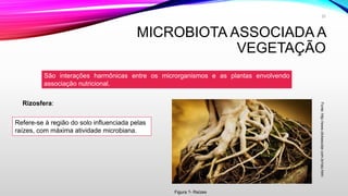 MICROBIOTA ASSOCIADA A
VEGETAÇÃO
São interações harmônicas entre os microrganismos e as plantas envolvendo
associação nutricional.
Refere-se à região do solo influenciada pelas
raízes, com máxima atividade microbiana.
Rizosfera:
Fonte:http://www.clickescolar.com.br/raiz.htm/
Figura ?- Raízes
20
 