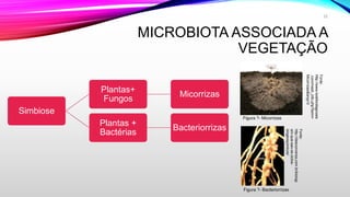 MICROBIOTA ASSOCIADA A
VEGETAÇÃO
Simbiose
Plantas+
Fungos
Micorrizas
Plantas +
Bactérias
Bacteriorrizas
Fonte:
http://desconversa.com.br/biologi
a/o-que-sao-os-ciclos-
biogeoquimicos/
Figura ?- Bacteriorrizas
Fonte:
http://www.lookfordiagnosis
.com/mesh_info.php?term=
Micorrizas&lang=3
Figura ?- Micorrizas
22
 