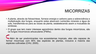 MICORRIZAS
• A planta, através da fotossíntese, fornece energia e carbono para a sobrevivência e
multiplicação dos fungos, enquanto estes absorvem nutrientes minerais e água do
solo, transferindo-os para as raízes da planta, estabelecendo assim a mutualista da
simbiose.
• O grupo que tem maior interesse agronômico dentro dos fungos micorrízicos, são
os fungos micorrízicos arbusculares (FMAs).
Além de ser predominantes nos ecossistemas tropicais, eles são capazes de
formar micorrízas com 95% das espécies de plantas, inclusive a maioria das
espécies cultivadas (CHU, 2005).
23
 