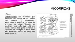 MICORRIZAS
24
• Tipos:
Endomicorrizas: são micorrizas que
penetram nas células da raiz, porém
sem penetrar no protoplasma,
aumentando a superfície de absorção
e trocas da célula. Também se
espalham pelo solo que está em
contato com a raiz, para aumentar a
superfície de absorção. A maior parte
das micorrizas (cerca de 80%) são
endomicorrizas.
Figura ?- Endomicorrizas
Fonte:
http://quintaisimortais.blogspot.com.br/2012/12/biorremediacion-las-
micorrizas-nuestras.html
 