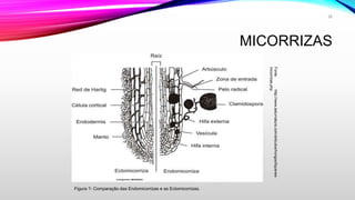 MICORRIZAS
26
Fonte:http://www.asturnatura.com/articulos/hongos/liquenes-
micorrizas.php
Figura ?- Comparação das Endomicorrizas e as Ectomicorrizas.
 