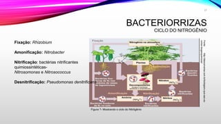 BACTERIORRIZAS
CICLO DO NITROGÊNIO
Fonte:http://desconversa.com.br/biologia/o-que-sao-os-
ciclos-biogeoquimicos/
Figura ?- Mostrando o ciclo do Nitrôgênio
Fixação: Rhizobium
Amonificação: Nitrobacter
Nitrificação: bactérias nitrificantes
quimiossintéticas-
Nitrosomonas e Nitrosococcus
Desnitrificação: Pseudomonas denitrificans
27
 