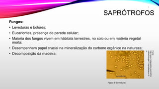 SAPRÓTROFOS
Fungos:
• Leveduras e bolores;
• Eucariontes, presença de parede celular;
• Maioria dos fungos vivem em hábitats terrestres, no solo ou em matéria vegetal
morta;
• Desempenham papel crucial na mineralização do carbono orgânico na natureza;
• Decomposição da madeira;
Fonte:
http://www.notapositiva.com/pt/trb
estbs/biologia/11reprodassexu.ht
m
7
Figura 5- Leveduras
 