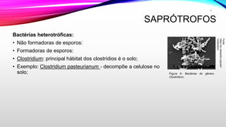 SAPRÓTROFOS
Bactérias heterotróficas:
• Não formadoras de esporos:
• Formadoras de esporos:
• Clostridium: principal hábitat dos clostrídios é o solo;
• Exemplo: Clostridium pasteurianum - decompõe a celulose no
solo;
Fonte:
https://en.wikipedia.org/wiki/
Clostridium
8
Figura 6- Bactèrias do gênero
Clostridium.
 