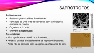 SAPRÓTROFOS
Actinomicetos:
• Bacterias gram-positivas filamentosas;
• Formação de uma rede de filamentos com ramificações
chamada de micélio;
• Organismos do solo;
• Exemplo: Streptomyces;
Protozoários:
• Microrganismos eucarióticos unicelulares;
• Amebas, ciliados e especialmente os flagelados incolores;
• Ainda não se conhece bem o papel dos protozoários do solo;
Fonte:https://microbiologyglossary
.wikispaces.com/Streptomyces+gr
iseus
Fonte:http://genetica.ind.br/
album-microfauna
9
Figura 7- Fungos
Streptomyces.
Figura 8- Protozoário.
 