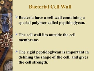 Bacterial Cell Wall
Bacteria have a cell wall containing a
special polymer called peptidoglycan.
The cell wall lies outside the cell
membrane.
The rigid peptidoglycan is important in
defining the shape of the cell, and gives
the cell strength.
 