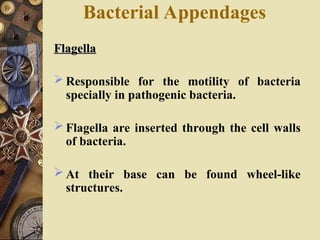 Bacterial Appendages
Flagella
Flagella
 Responsible for the motility of bacteria
specially in pathogenic bacteria.
 Flagella are inserted through the cell walls
of bacteria.
 At their base can be found wheel-like
structures.
 