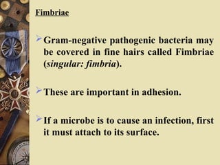 Fimbriae
Gram-negative pathogenic bacteria may
be covered in fine hairs called Fimbriae
(singular: fimbria).
These are important in adhesion.
If a microbe is to cause an infection, first
it must attach to its surface.
 
