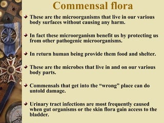 Commensal flora
These are the microorganisms that live in our various
body surfaces without causing any harm.
In fact these microorganism benefit us by protecting us
from other pathogenic microorganisms.
In return human being provide them food and shelter.
These are the microbes that live in and on our various
body parts.
Commensals that get into the “wrong” place can do
untold damage.
Urinary tract infections are most frequently caused
when gut organisms or the skin flora gain access to the
bladder.
 