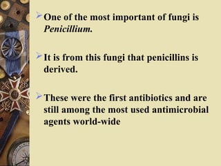 One of the most important of fungi is
Penicillium.
It is from this fungi that penicillins is
derived.
These were the first antibiotics and are
still among the most used antimicrobial
agents world-wide
 