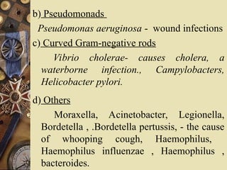 b) Pseudomonads
Pseudomonas aeruginosa - wound infections
c) Curved Gram-negative rods
Vibrio cholerae- causes cholera, a
waterborne infection., Campylobacters,
Helicobacter pylori.
d) Others
Moraxella, Acinetobacter, Legionella,
Bordetella , .Bordetella pertussis, - the cause
of whooping cough, Haemophilus,
Haemophilus influenzae , Haemophilus ,
bacteroides.
 